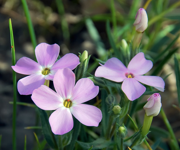 three phlox